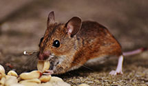 flea-and-tick-control Experts in Manhattan Bch